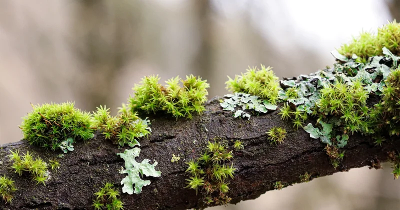 Branches and conflicts: where beginners actually struggle
